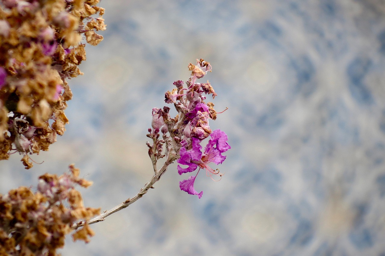 Flowers - free online jigsaw puzzle photo