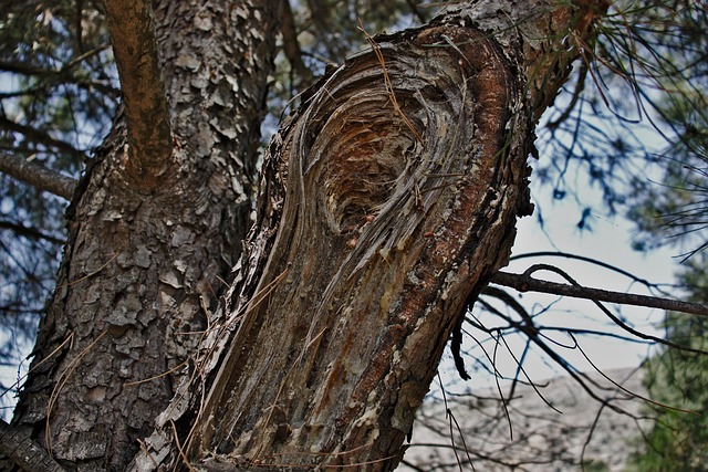 Free Tree Pine photo and picture