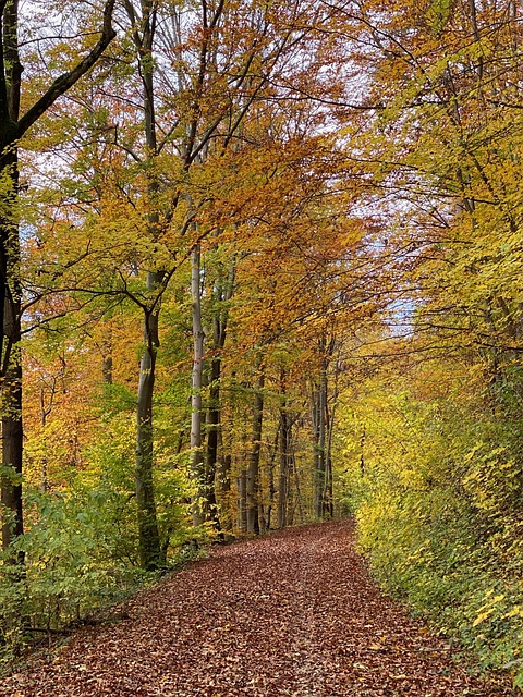 Free Fall Forest photo and picture