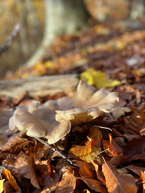Free Mushroom Forest photo and picture