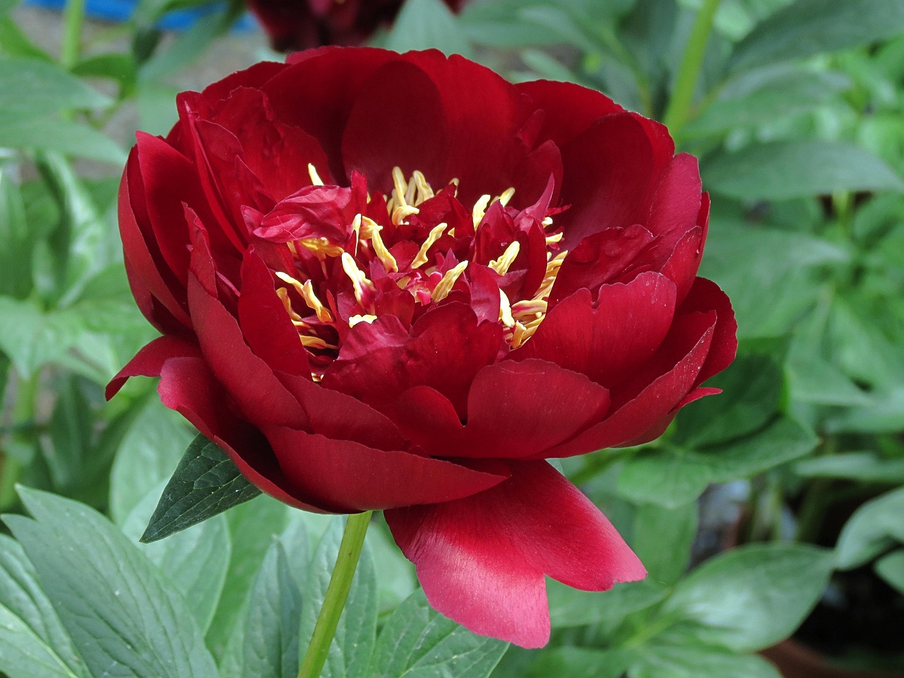 Пион "Buckeye Belle"