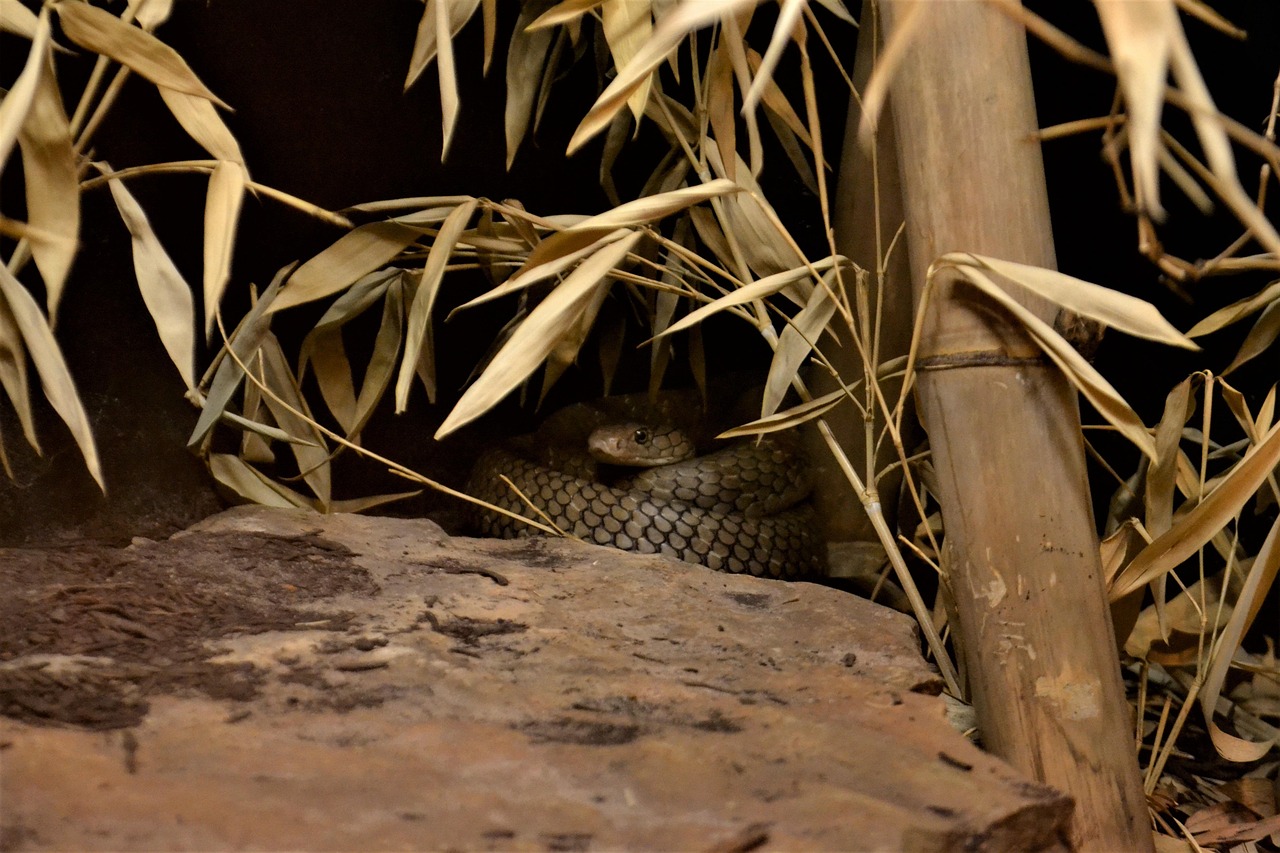 Mamba - free online jigsaw puzzle photo