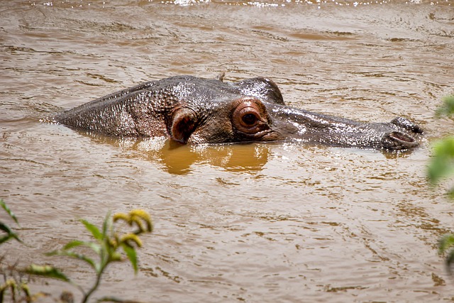 hippo, animal, when the hippopotamus, wild, wild life, africa, safari, nature, nikon