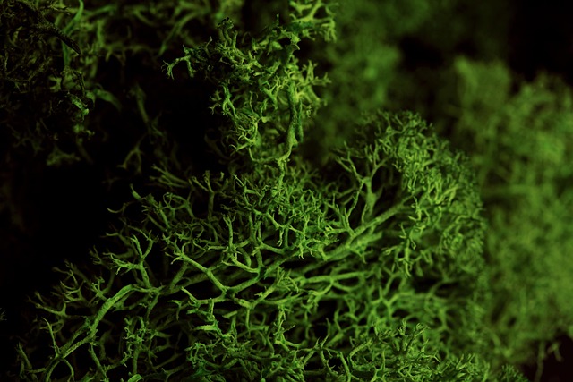 Free Moss Mosses photo and picture