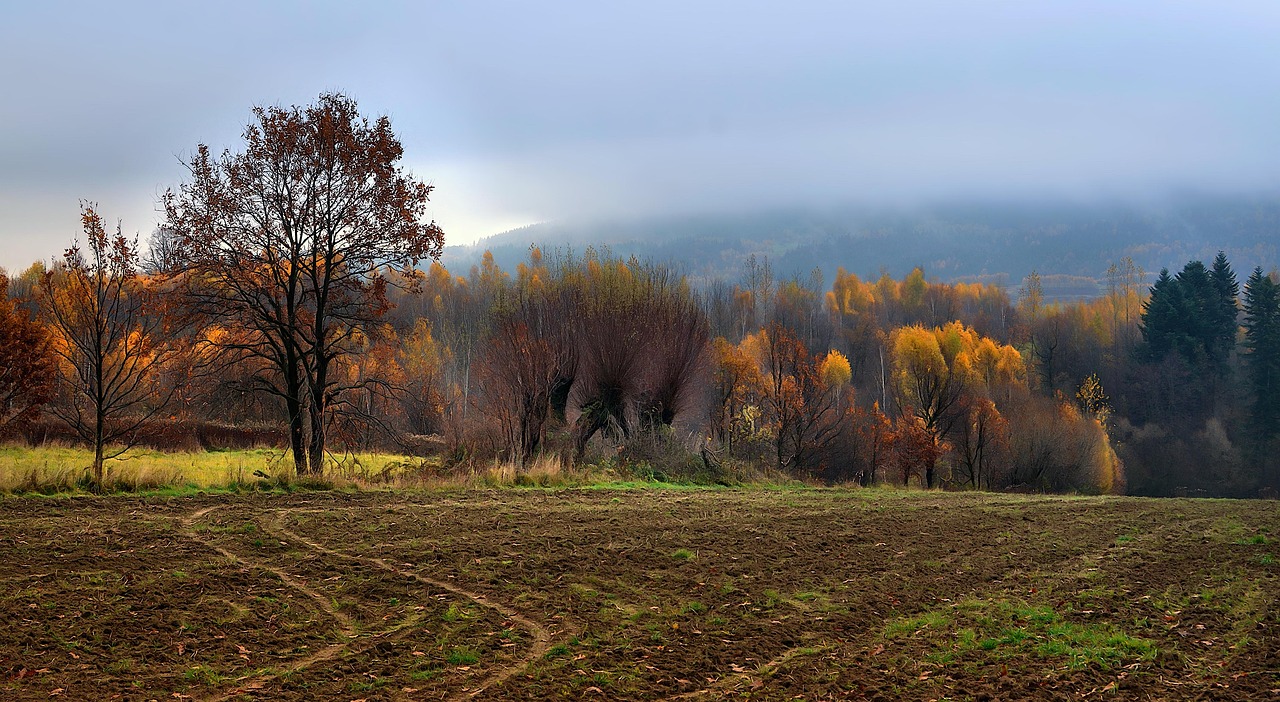 Autumn Forest The Fog - Free photo on Pixabay