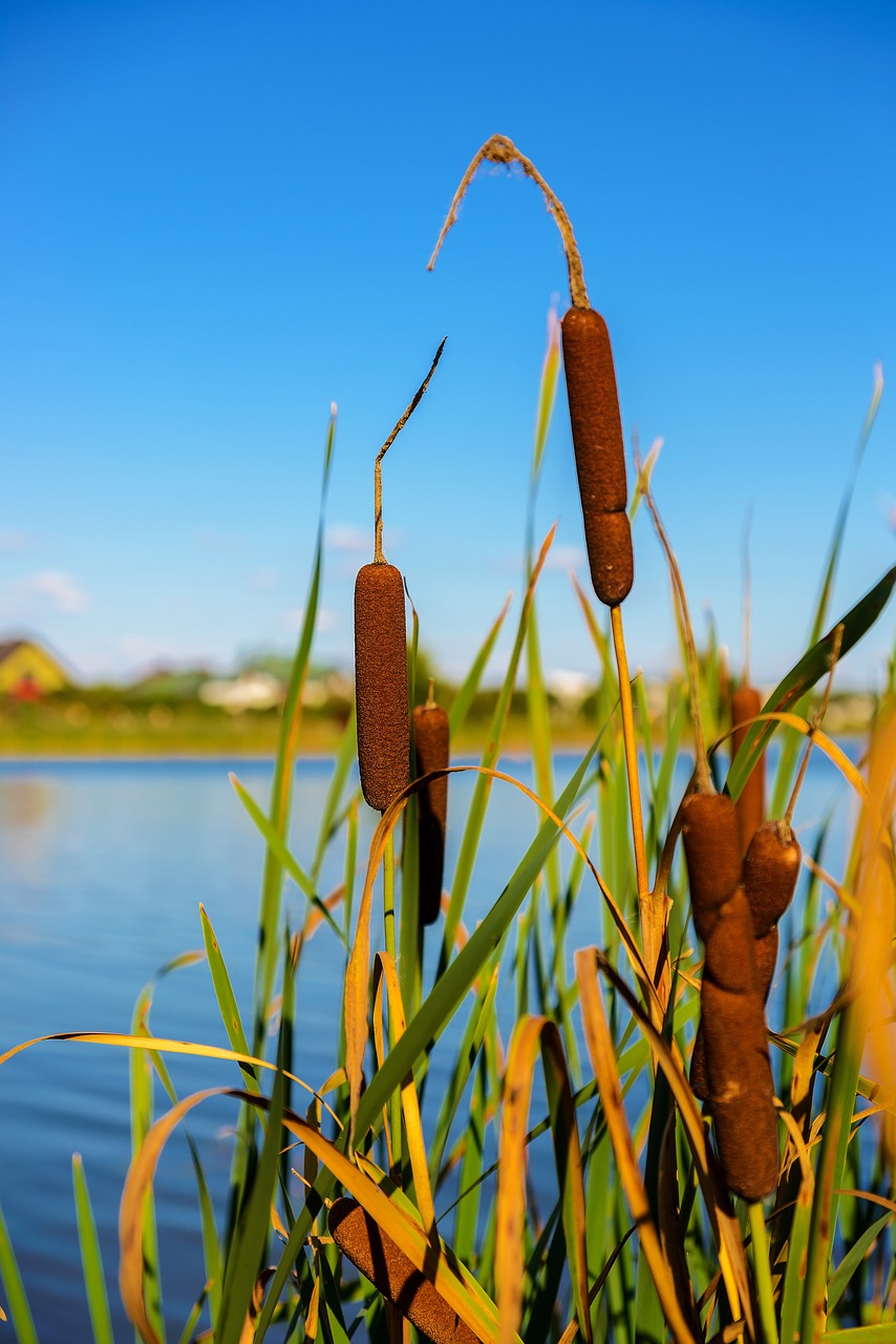 Landskap Natur Innsjø - Gratis foto på Pixabay
