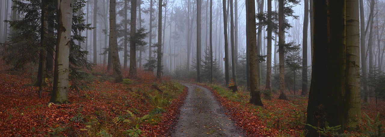 Forest - free online jigsaw puzzle photo