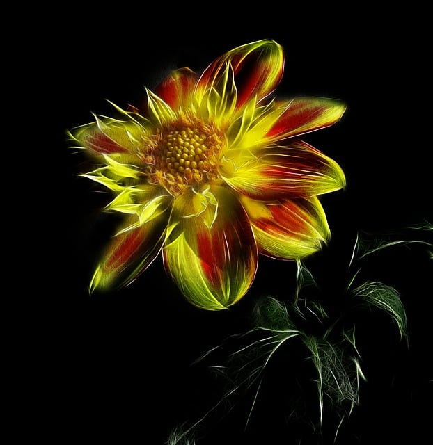 Free dahlia pooh fractalius illustration