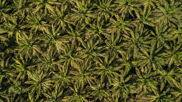 Free African Palm Cultivation photo and picture