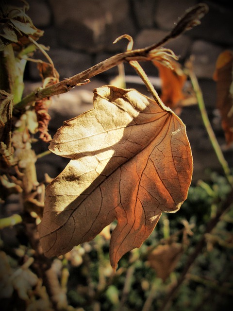 Blad, Tør, Efterår, Sæsoner, Løv, Natur