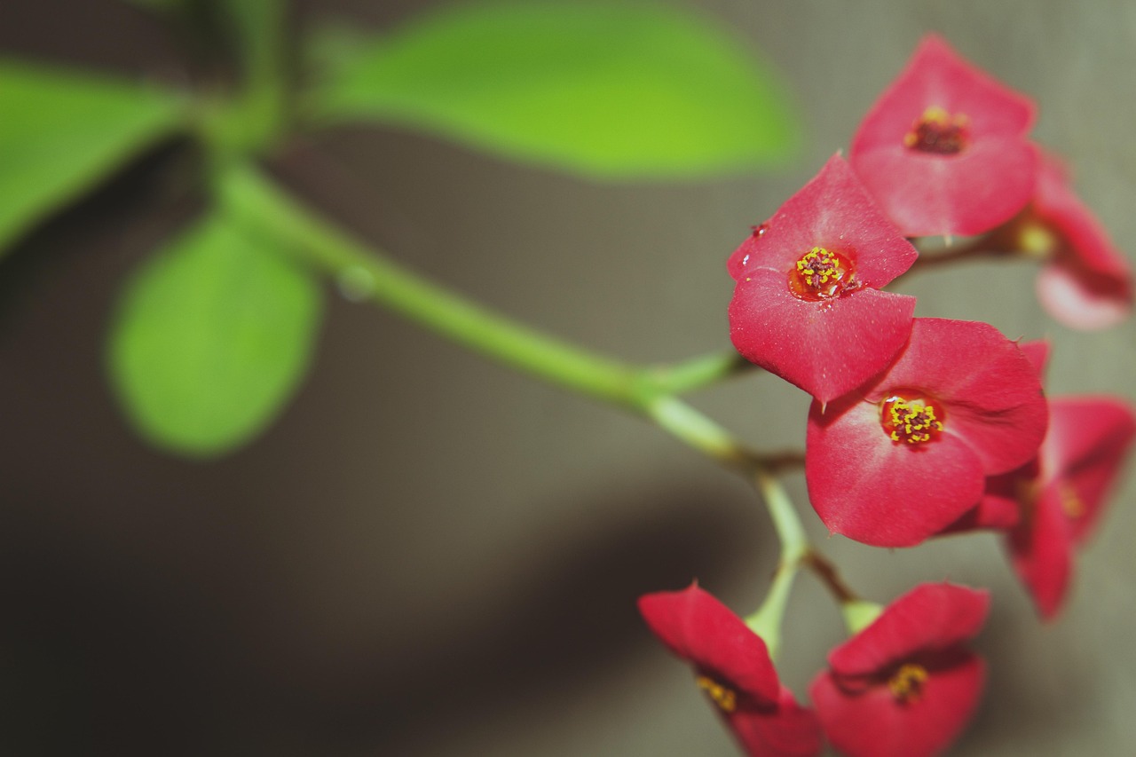 Die Rote Rose Kaktus Mit Roten - Kostenloses Foto auf Pixabay