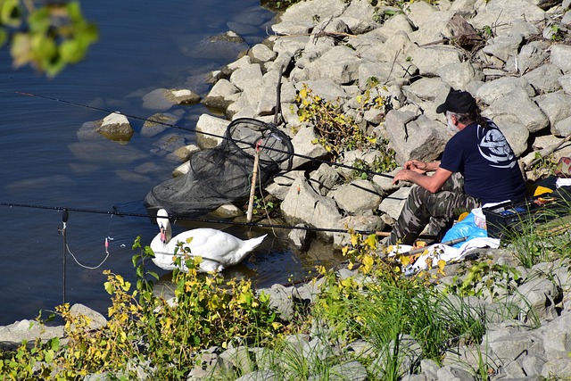 Free Swan Angler photo and picture