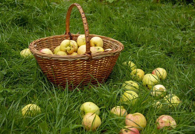 Free Apples Basket photo and picture