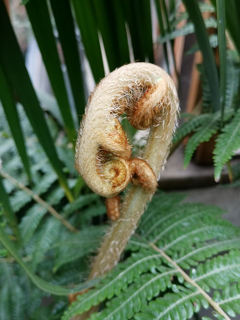 Free Fern Development photo and picture