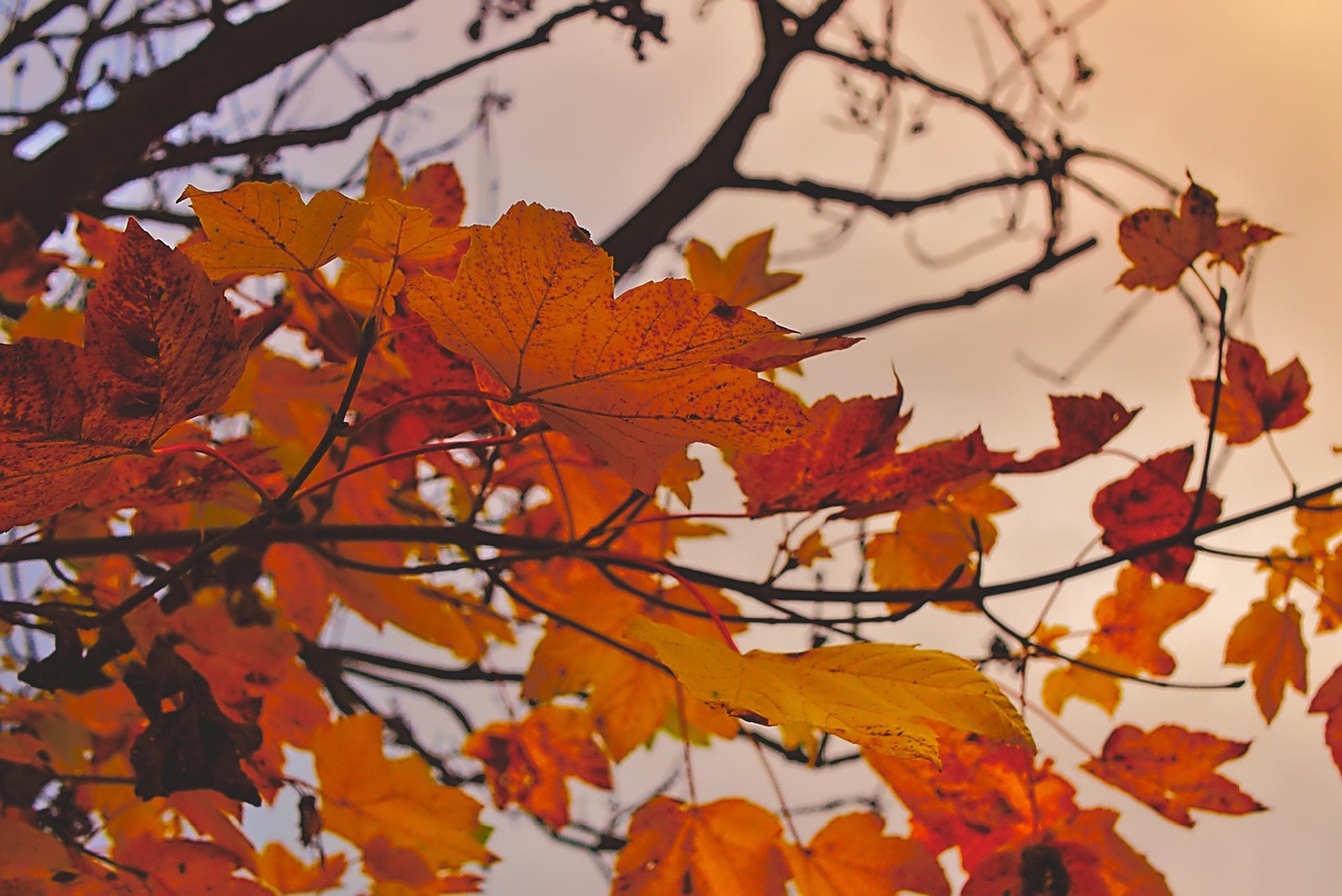Fall Eve Trees - Free photo on Pixabay - Pixabay