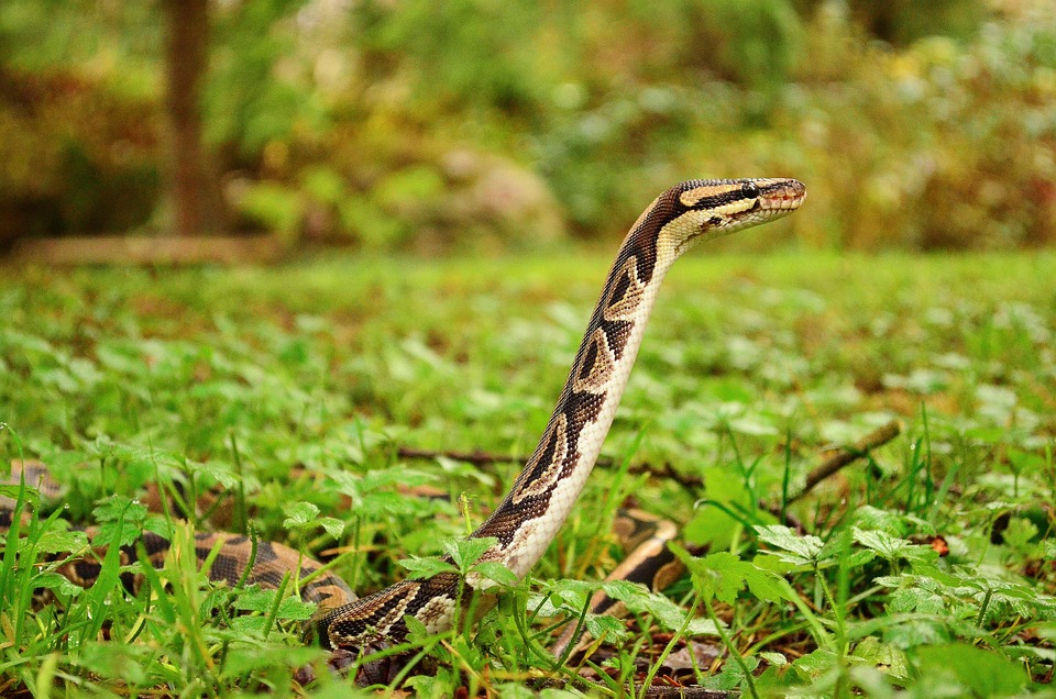Serpent Python Boule Constrictor - Photo gratuite sur Pixabay - Pixabay