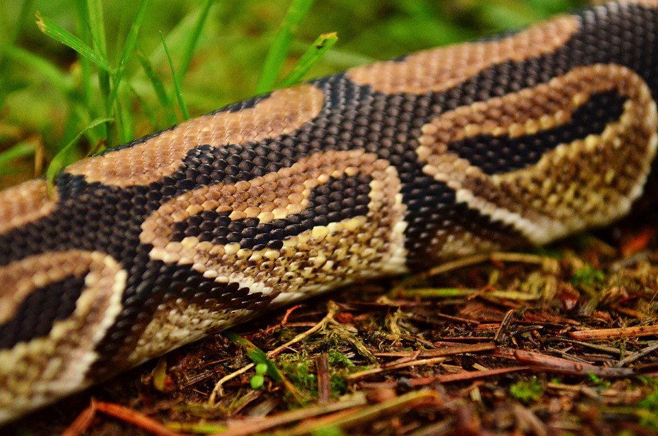 Snake Python Reptile - Free photo on Pixabay - Pixabay