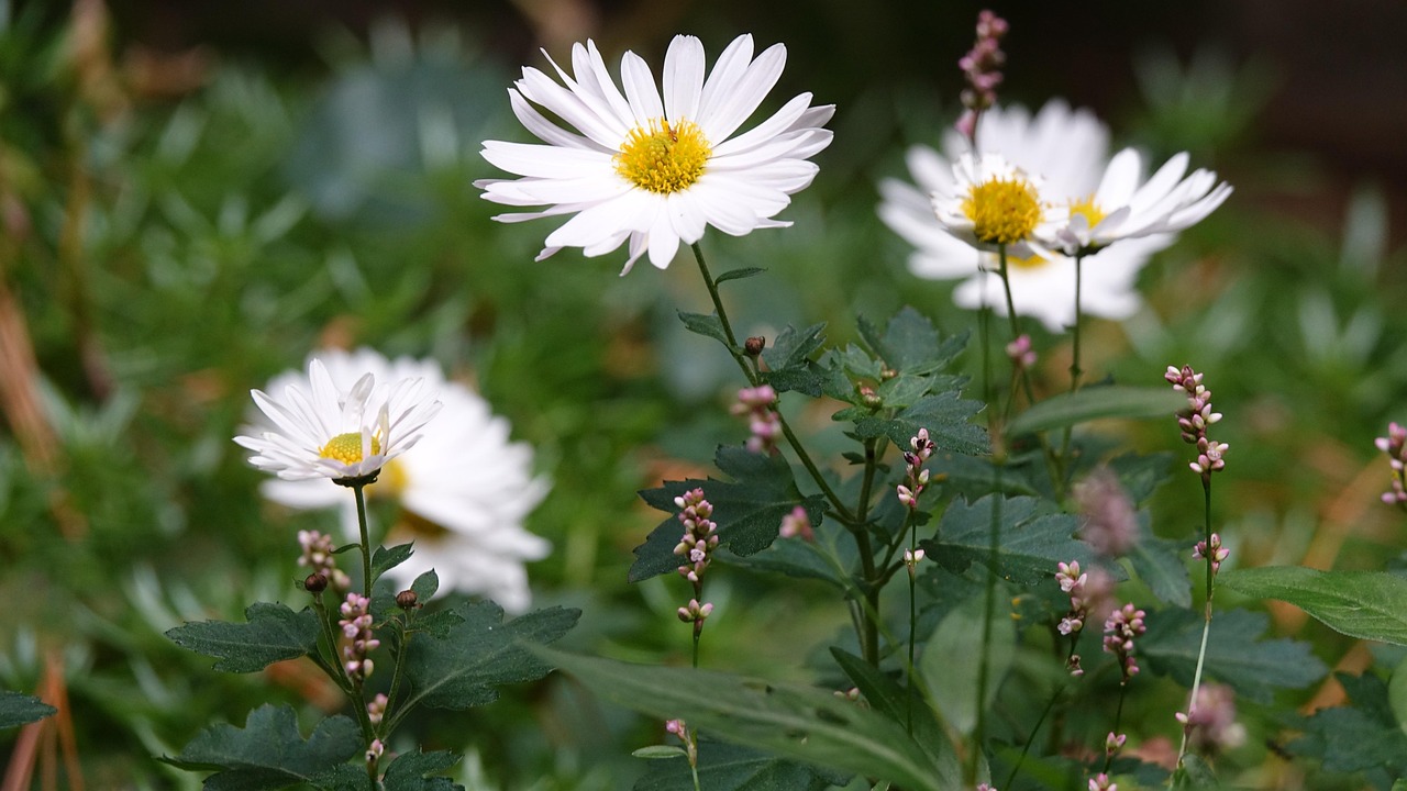 Their Mums Autumn Gujeolcho - Free photo on Pixabay - Pixabay