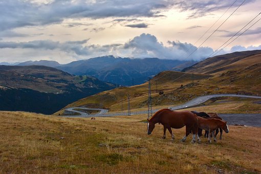 Free Horses View photo and picture
