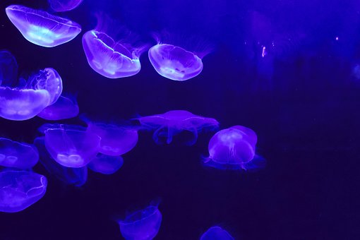 Free Jellyfish Blue photo and picture