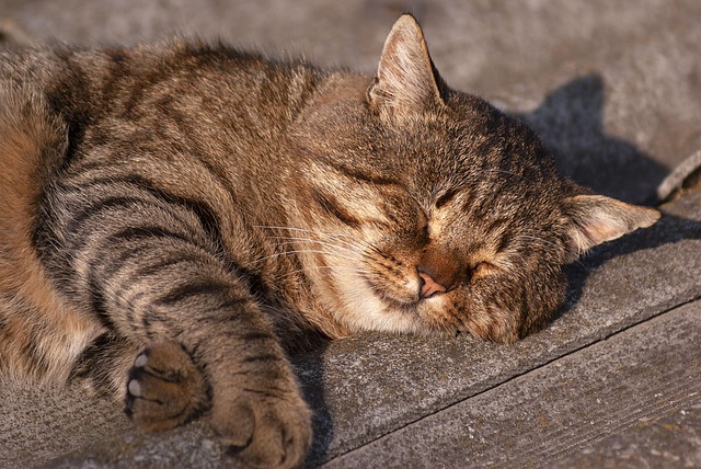 Free Cat Sleep photo and picture