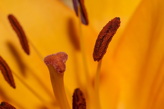 Free Lily Flower Wallpaper photo and picture