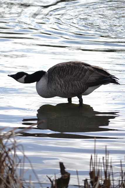 Pato, Cisne, Gansos, Agua, Animal
