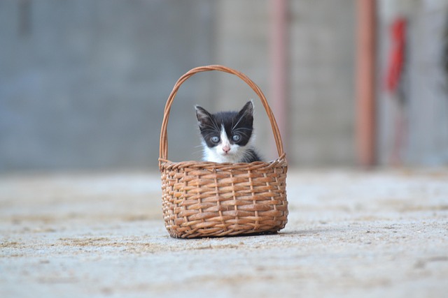 Gatito, Mascota, Linda, Pequeño, Peludo
