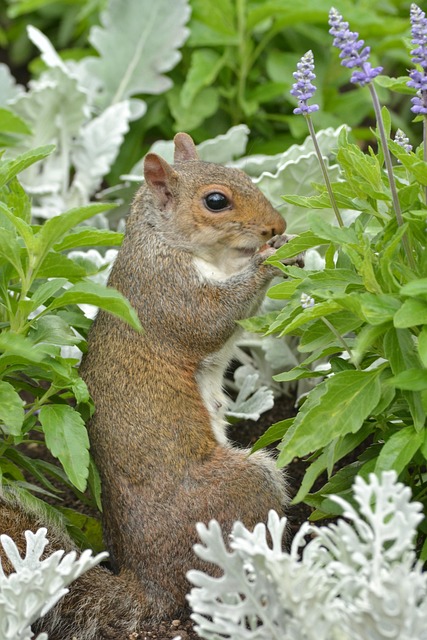 Ardilla, Animales, Salvaje, Naturaleza