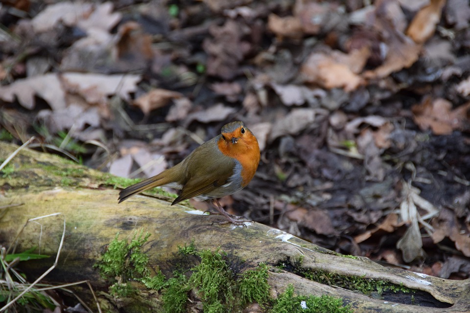 Christmas Card Robin - Free photo on Pixabay