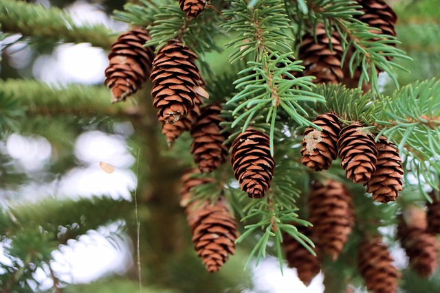 Free Spruce Tree photo and picture