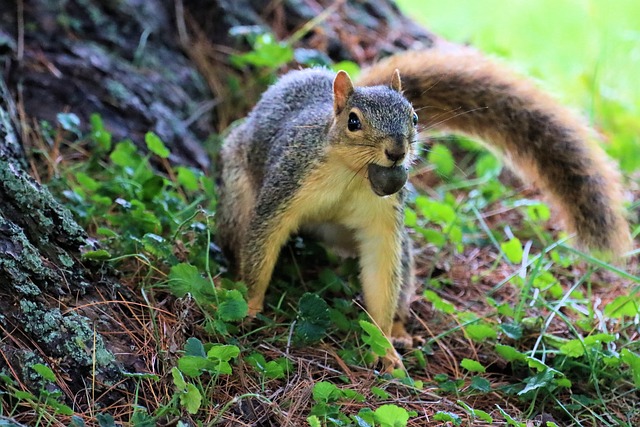 Free Squirrel Tree photo and picture