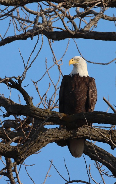 Free Eagle Majestic photo and picture