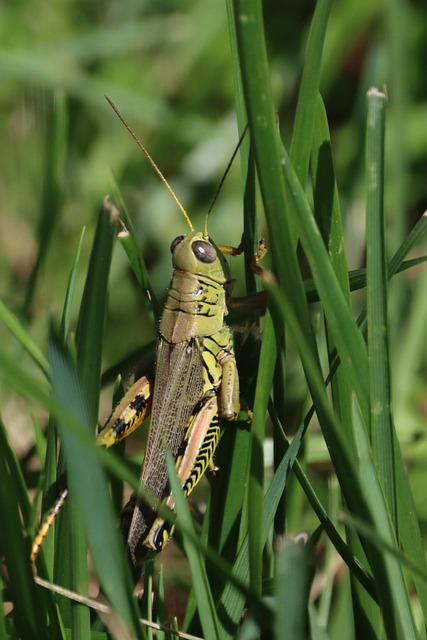 Free Grasshopper Nature photo and picture
