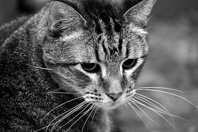 Free Cat Black And White photo and picture