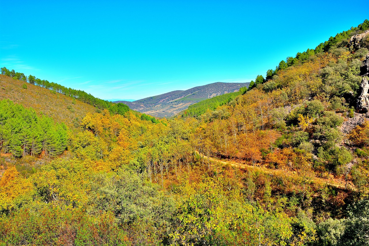 景观 树 自然 - Pixabay上的免费照片 - Pixabay