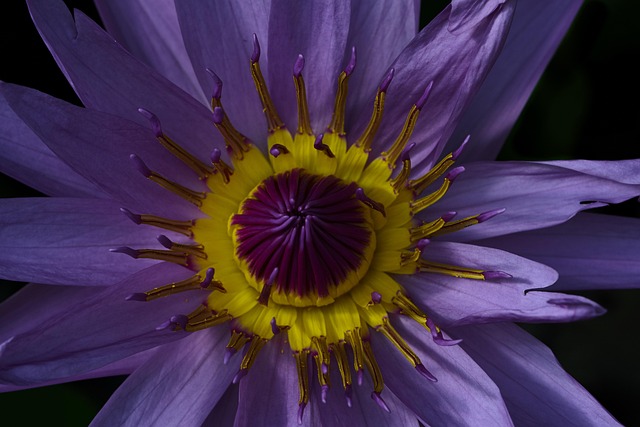 Blomst, Lyslilla, Gul, Smuk, Natur