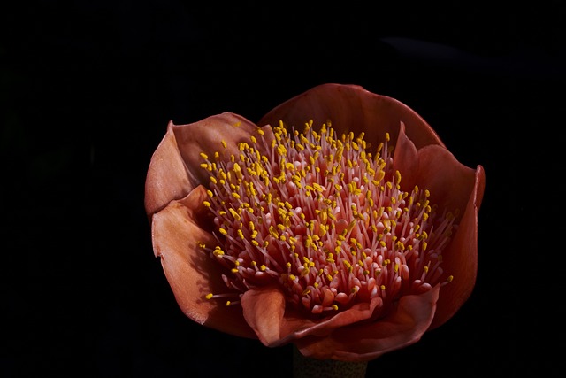 Blomst, Smukke Blomster, Rød, Gul