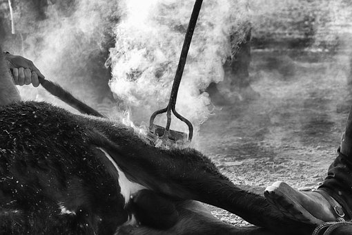Bull, Ferrade, Feuer, Haar, Vieh