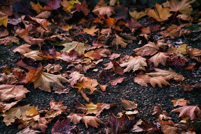 Free Fall Leaves photo and picture