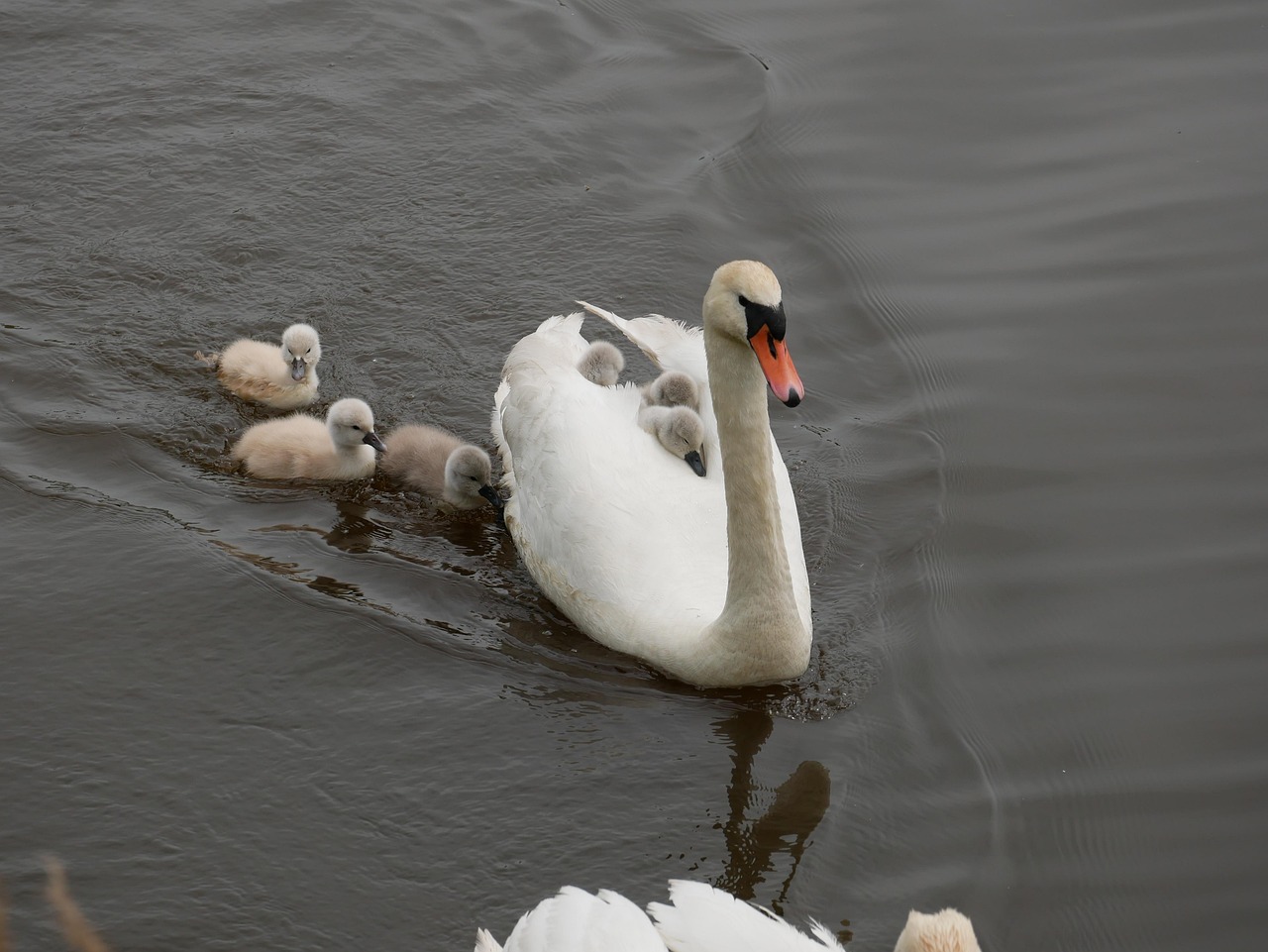 Cygne L'Eau Animal - Photo gratuite sur Pixabay - Pixabay