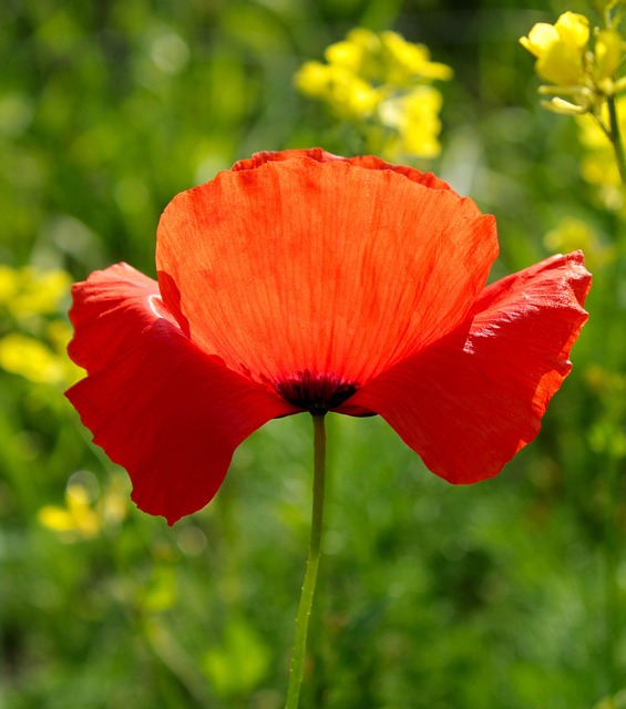 Rot, Red Poppy, Poppy, Feld