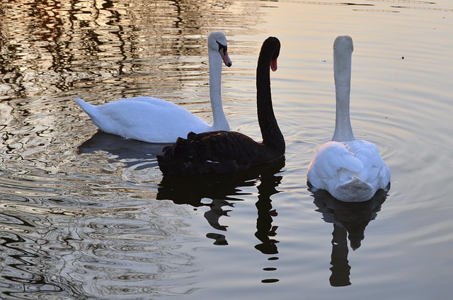 Free Swans Nature photo and picture