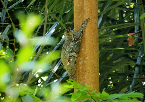 lemur-perch-4633717__340.jpg