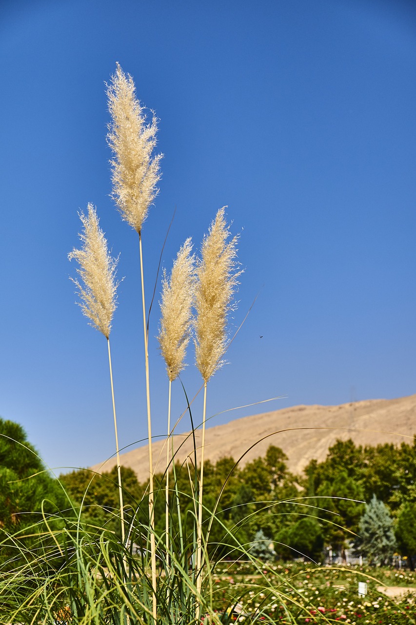 葦 自然 植物 - Pixabayの無料写真 - Pixabay