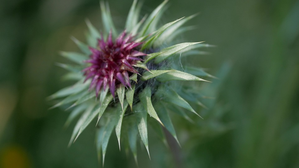蓟 开花 植物 - Pixabay上的免费照片 - Pixabay