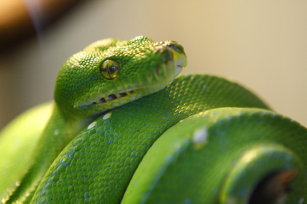 Ligne, Vert, Gree Tree Python, Animal