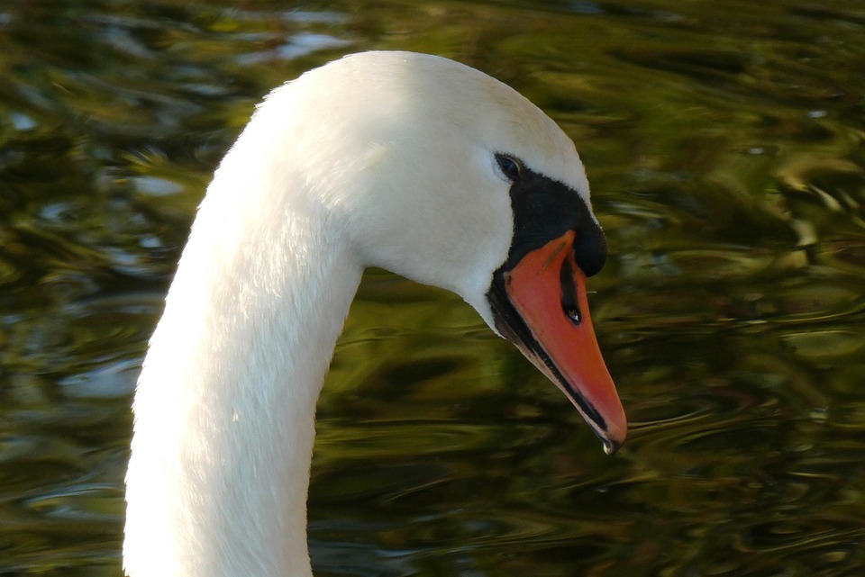 Swan Bulu Burung Kepala Foto Gratis Di Pixabay