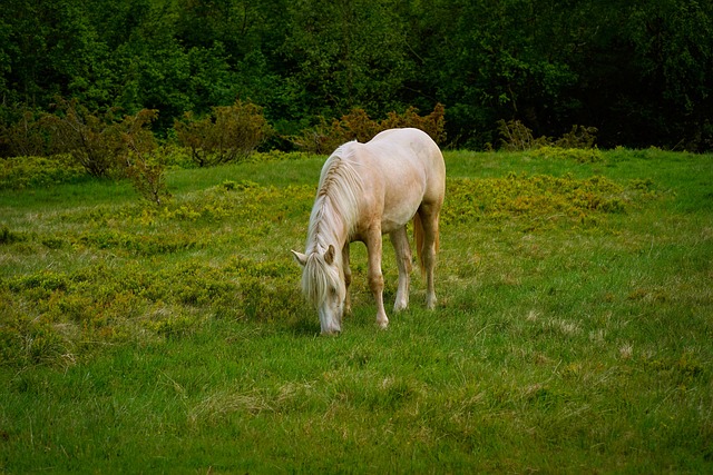 Free Horse Grass photo and picture