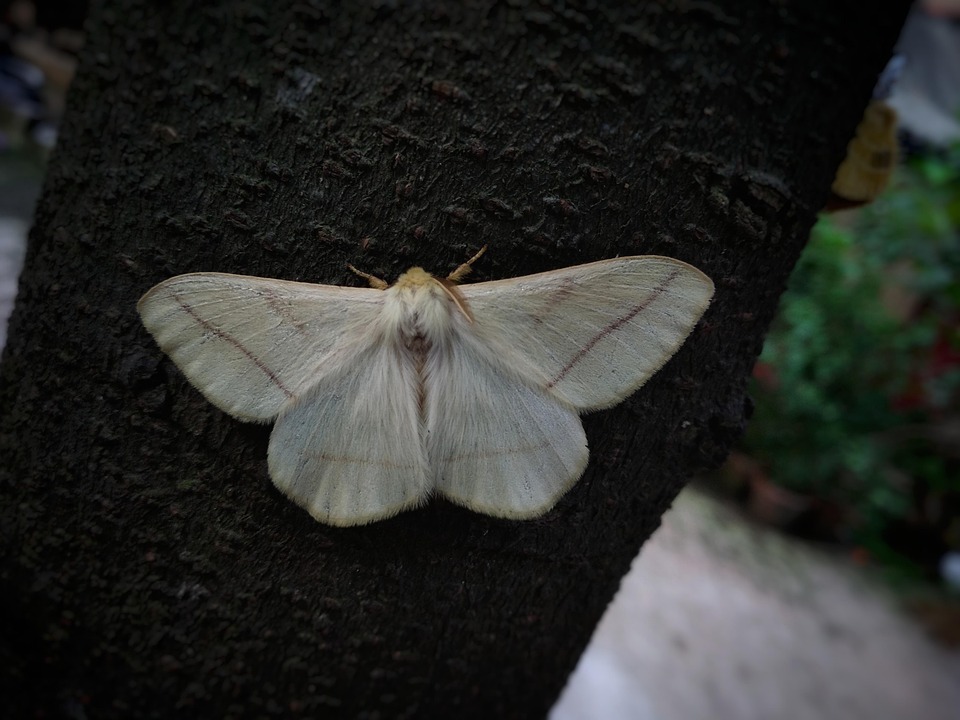 Blanco Polilla Árbol - Foto gratis en Pixabay